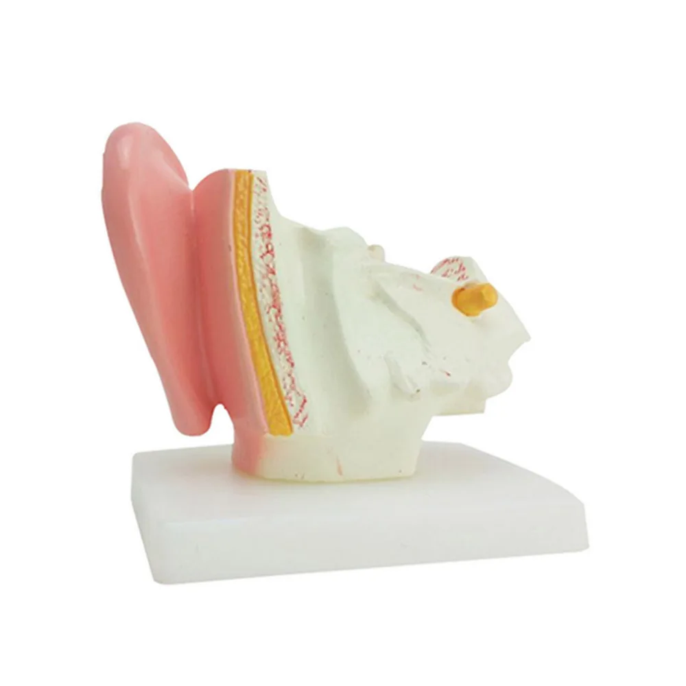 1,5 X Razširjeno Človeško Uho Anatomija Model Uho Anatomski Model za Slušni aparat Klinike