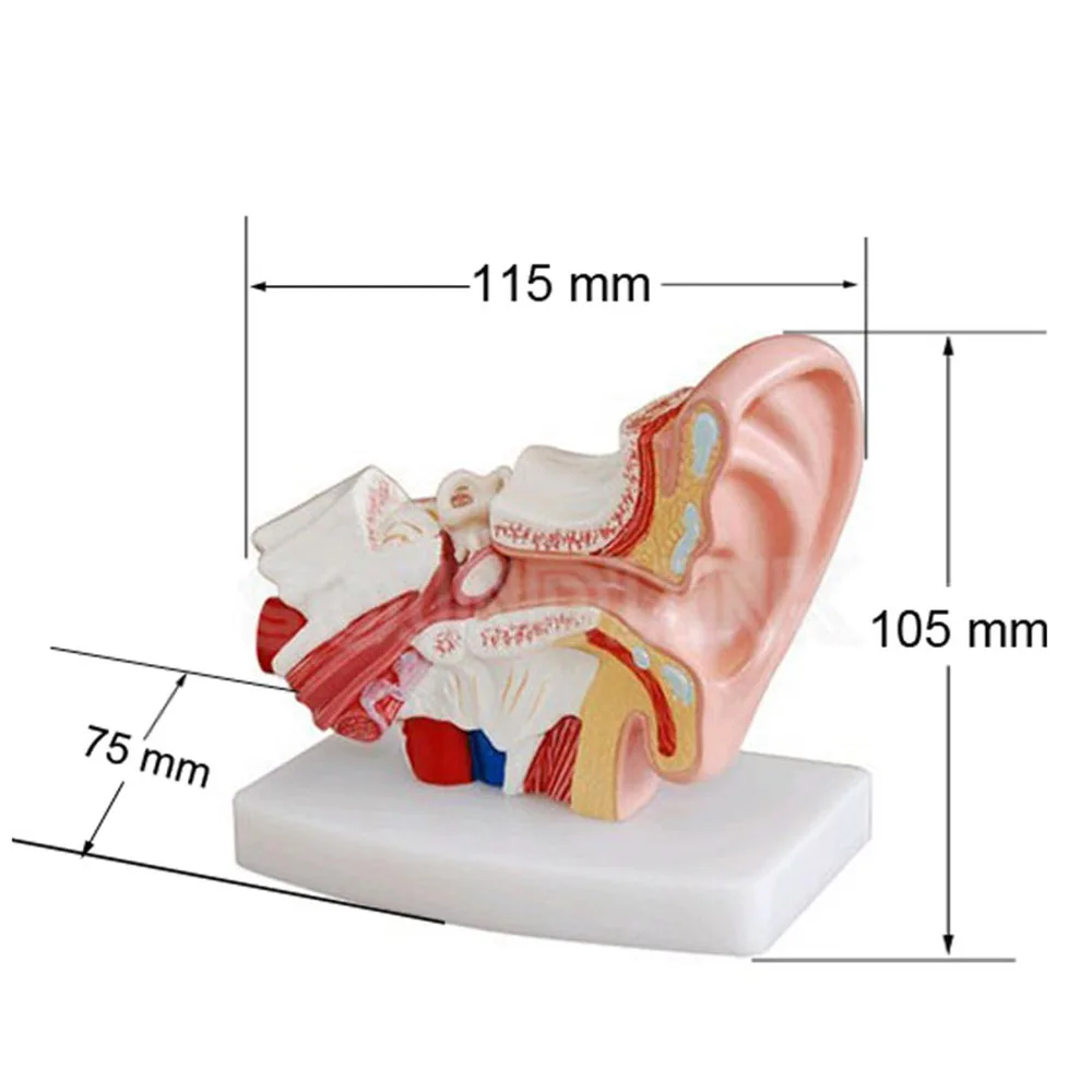 1,5 X Razširjeno Človeško Uho Anatomija Model Uho Anatomski Model za Slušni aparat Klinike