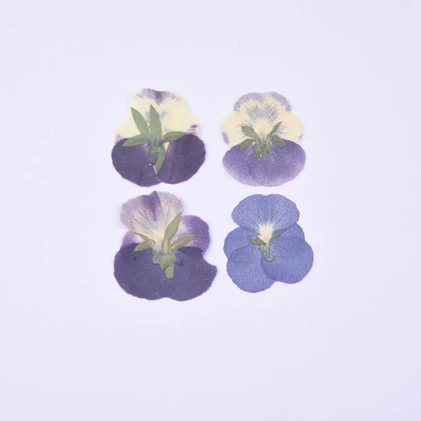 120pcs Pritisnete Posušene Pansy Viola Tricolor L Cvetje, Rastline Za Herbarij Nakit Dopisnica Telefon Primeru Foto Okvir Zaznamek Obrti