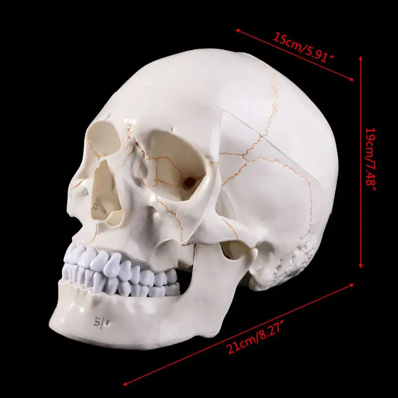 2020 Novo Življenje Velikost Človekovih Anatomski Model Anatomijo Medicinske Poučevanja Okostje Glavo Študij Poučevanje, Potrebščine