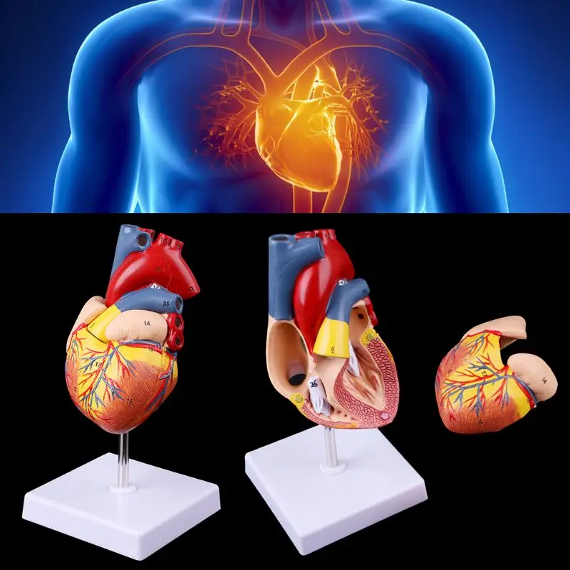 2021 Novo Razstaviti Anatomski Človeško Srce Model se uporablja v Anatomijo Medicinske učni pripomoček s številko znamke