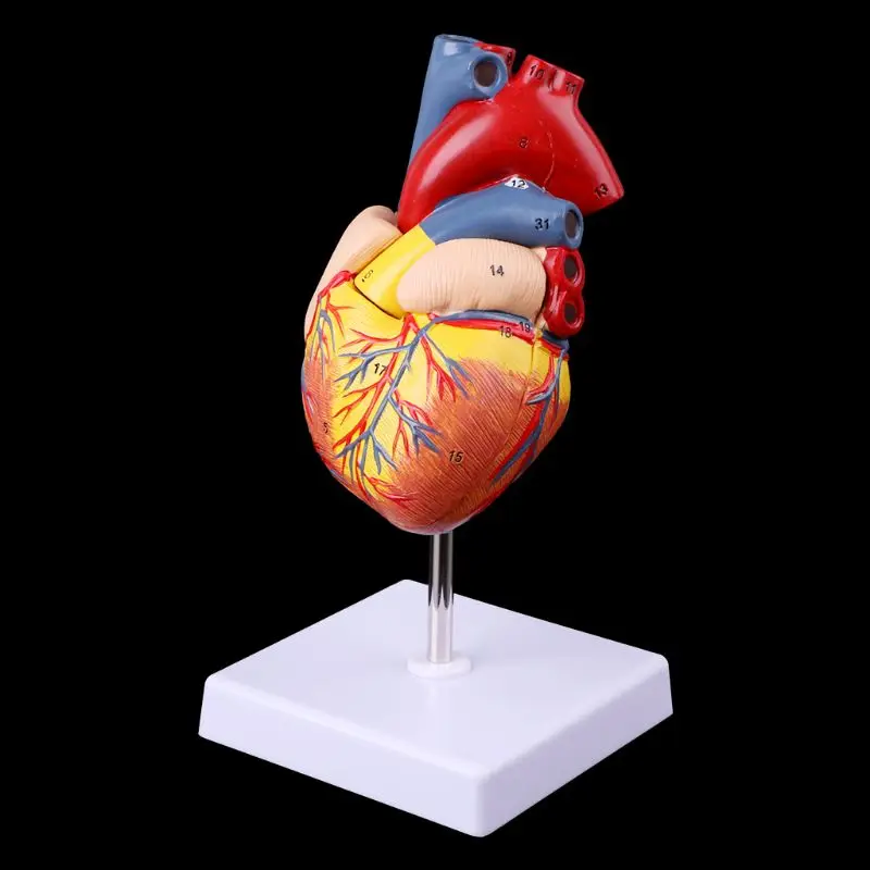 2021 Novo Razstaviti Anatomski Človeško Srce Model se uporablja v Anatomijo Medicinske učni pripomoček s številko znamke