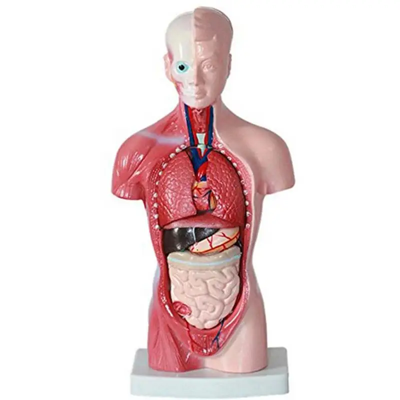 28 cm Človeško Telo Model Trupa Človekovih Notranjih Organov Anatomski Model Medicinskih Pripomočkov za Poučevanje Okostje Izobraževalne Igrače za Otroke