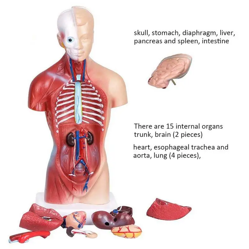 28 cm Človeško Telo Model Trupa Človekovih Notranjih Organov Anatomski Model Medicinskih Pripomočkov za Poučevanje Okostje Izobraževalne Igrače za Otroke