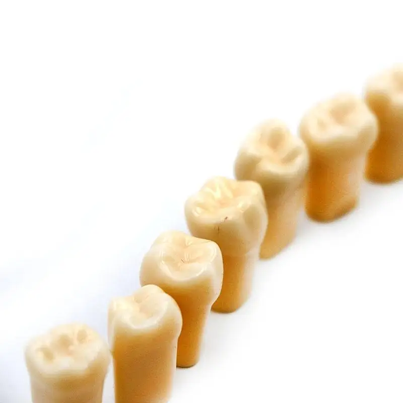 28 KOS / Vrečko Smolo Simulacije Zob Zrn Zobni Model Za Zobozdravnik Izpit Priprava Učnih