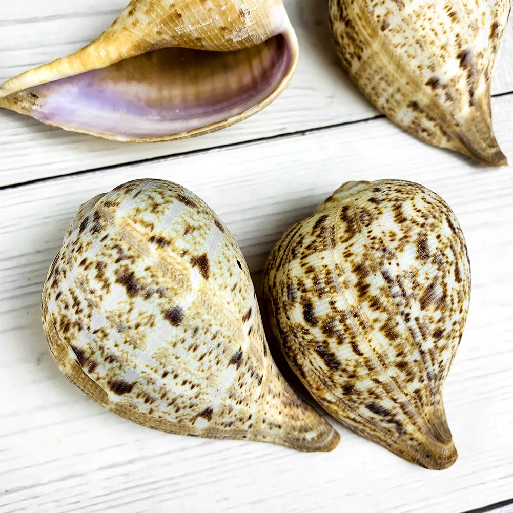 2PCS Lutnje Conch Naravnih Conch Školjk, Morskih Doma Plaža Dekor Vzorcu DIY Akvarij Krajine Školjke Sredozemlju Okraski