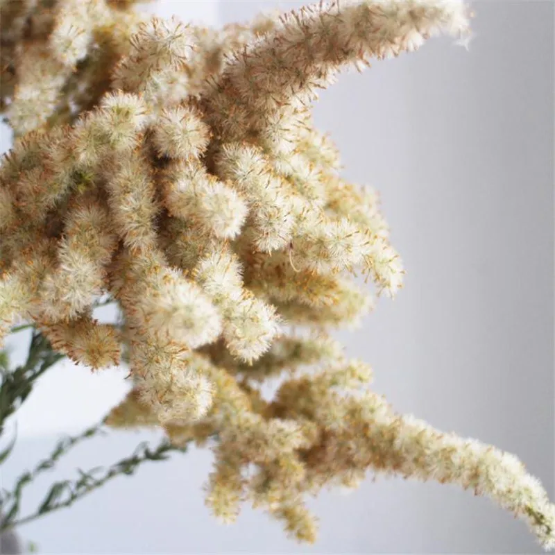 3pcs Solidago altissima posušene rastline božično drevo obliko rastlin kup dekor posušen cvet pravi naravni christams cvet