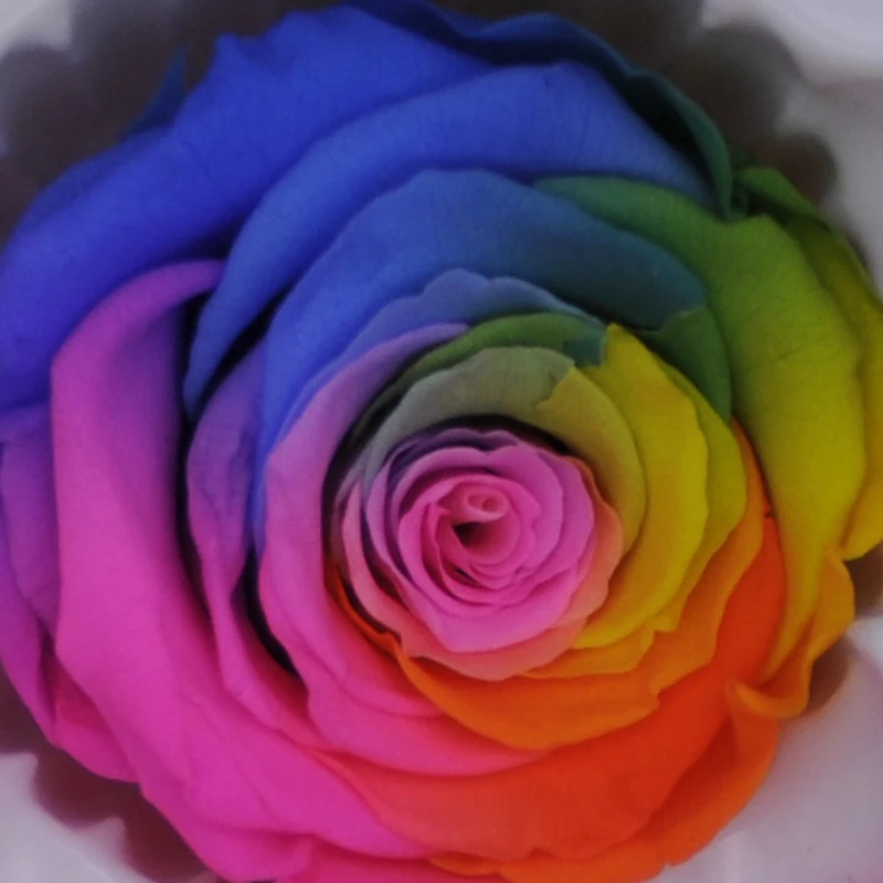 6pcs/polje Velike Prodaje Cololful Rose Konzervirane Cvetje Nesmrtni Rose Mater Dan Poroka Večno Življenje Valentinovo Rose DIY Darilo