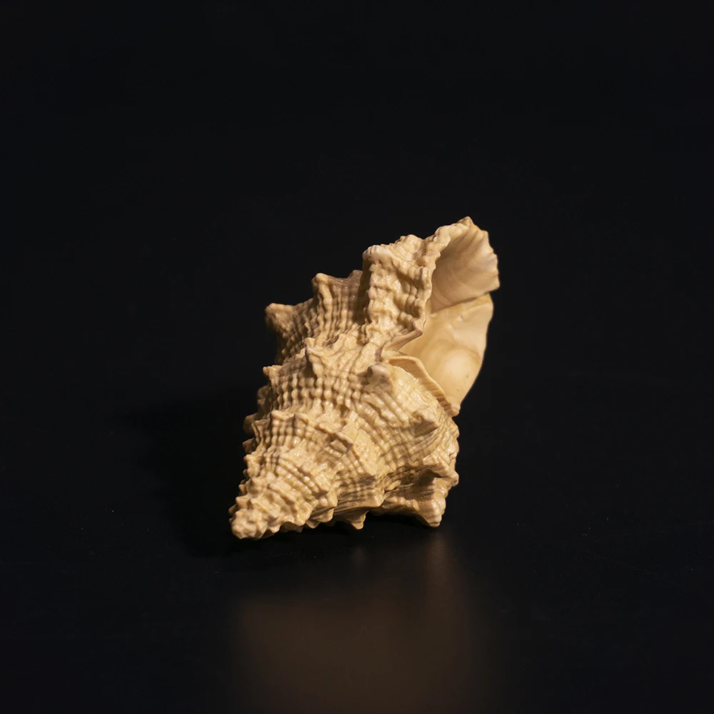 8 cm Conch Šimšir Carving Lupini Obrti Ugoden Feng Shui Masivnega Lesa Kip Doma Dekor