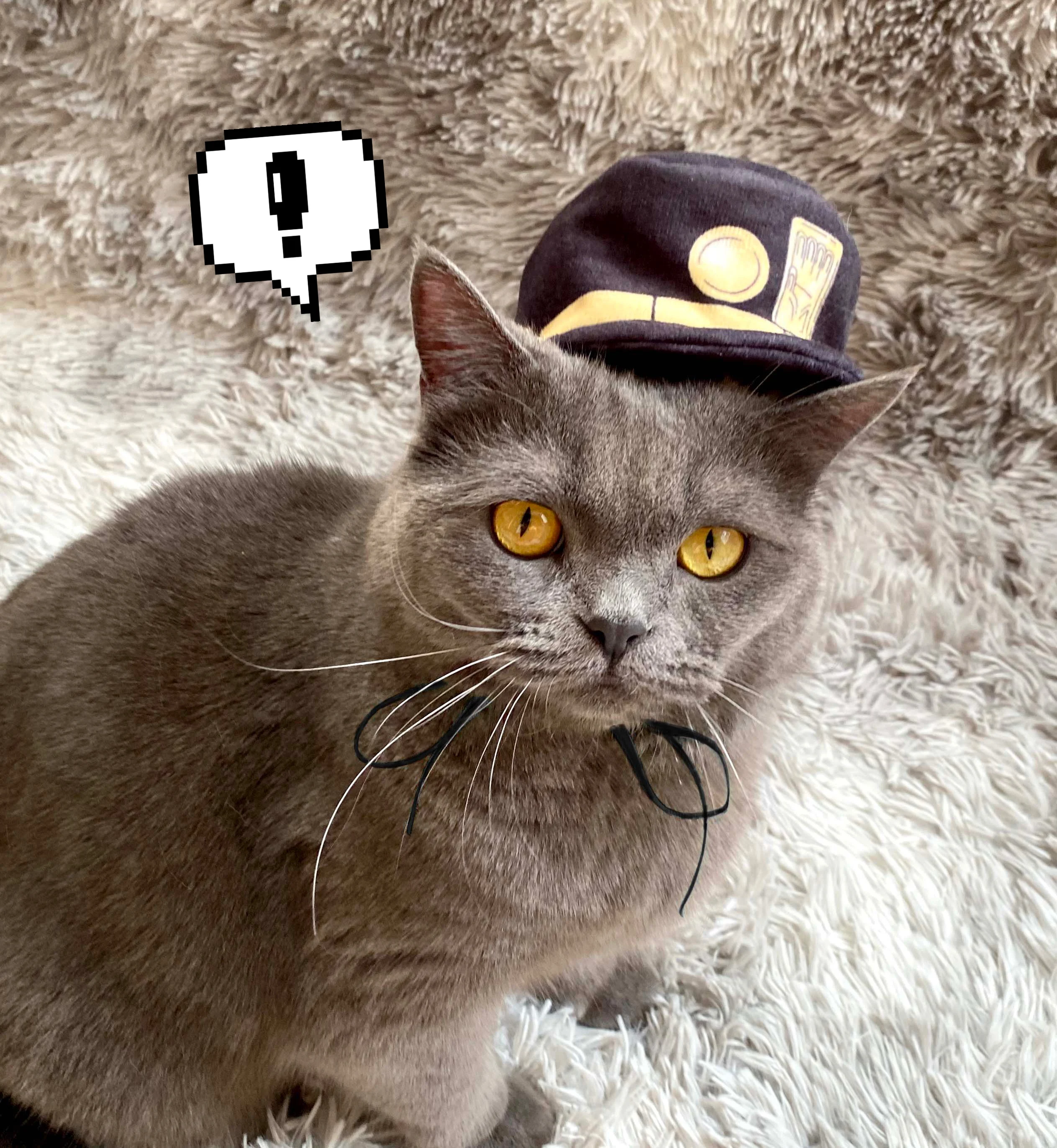 Anime JoJo Bizarna Avantura Kujo Jotaro Malo mačka Cosplay Jeseni, Pozimi Malo Pes klobuk pokrivala Toplejše pokrivala Pet supplies