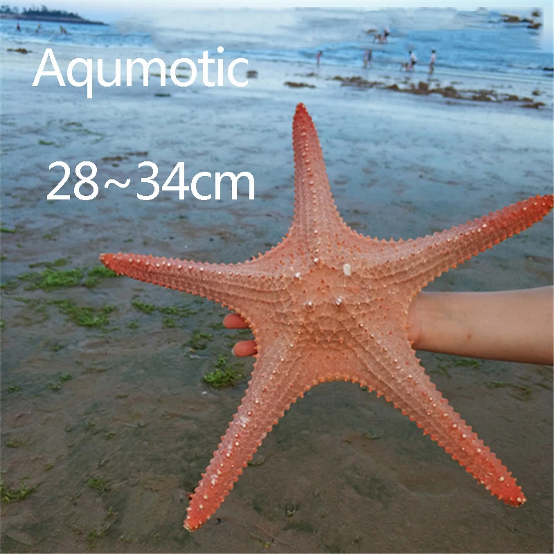 Aqumotic Oversize Zvezda Nad Gospoda Seastar Cesar Velike Velike Naravne Lupine Rdeče Seashell Plaža Obrti, Domači Akvarij Dekoracijo