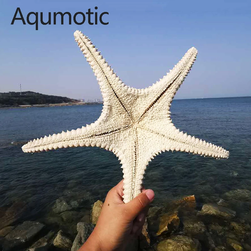 Aqumotic Velike Naravne Zvezda Seashell Plaža Obrti Morske Zvezde DIY Beach Poroka Dekoracija Obrti Doma Dekor 1pc Sušen