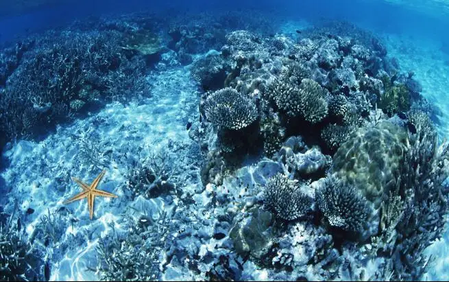 Brezplačna dostava 3D po Meri sodobnega obmorskih Stenske Nalepke starfishs Kopalnica, Tla Slikarstvo Foto Tapete za Stene 3d