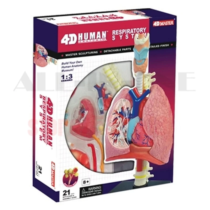 JSXuan 4D Master Dihanja Sistem 1:3 odontologia Človekovih terapevtka Anatomija anatomski lobanje človekovih model
