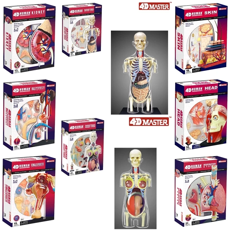 JSXuan 4D Master Dihanja Sistem 1:3 odontologia Človekovih terapevtka Anatomija anatomski lobanje človekovih model