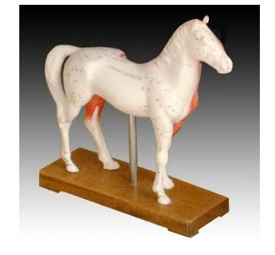 Konj akupunktura model konja, anatomski model živali anatomski model konja acupoint model