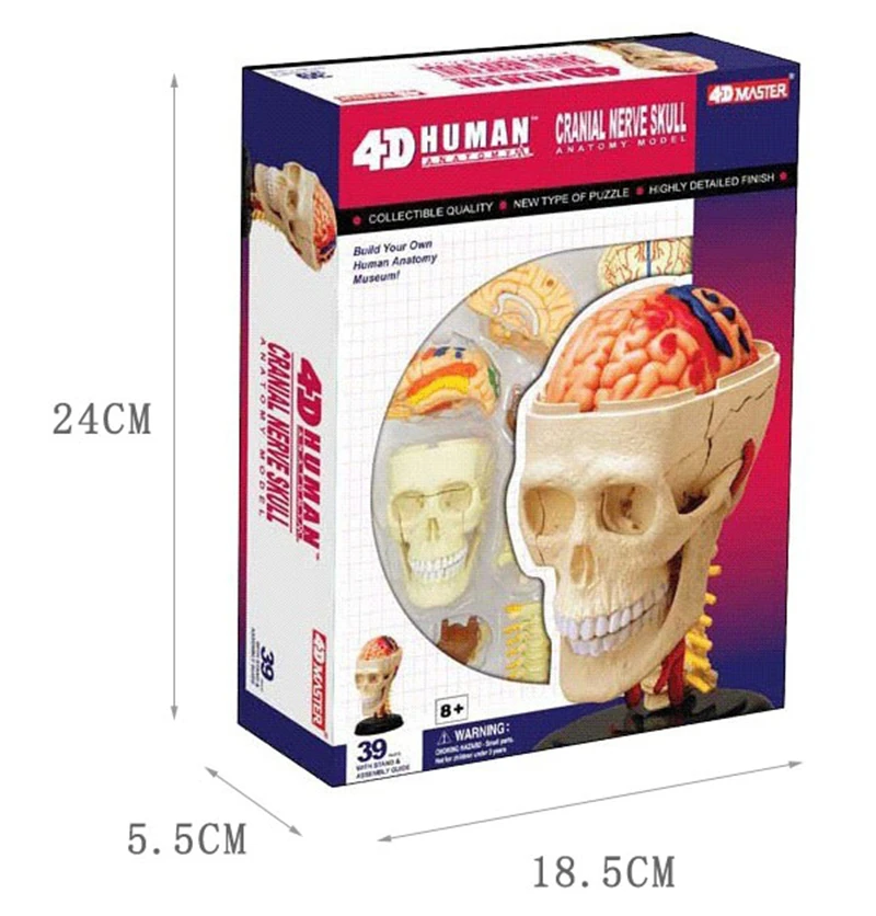 Lobanja 4d master Sestavljanje puzzle igrača človeško telo organa anatomski model medicinski model poučevanja