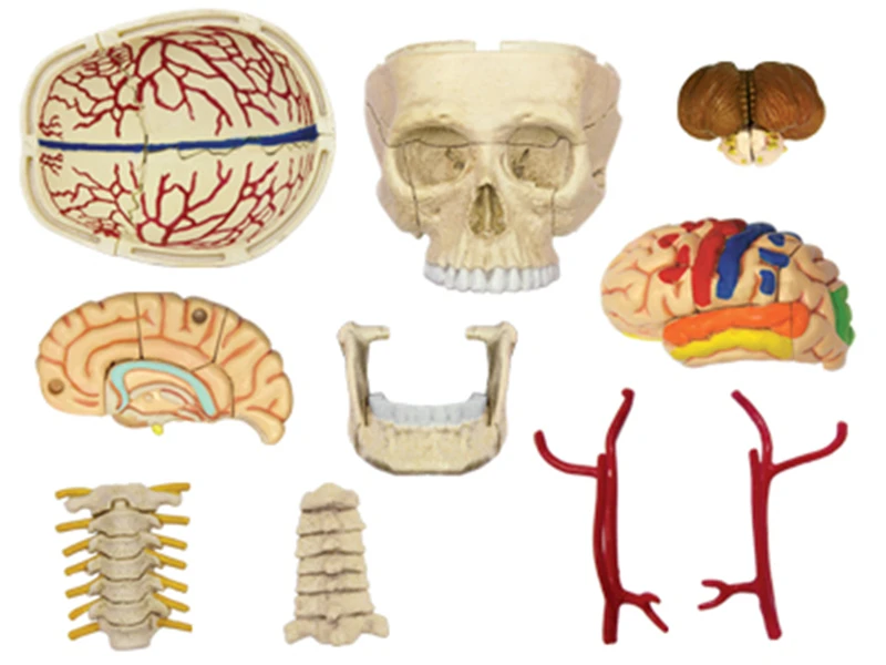 Lobanja 4d master Sestavljanje puzzle igrača človeško telo organa anatomski model medicinski model poučevanja