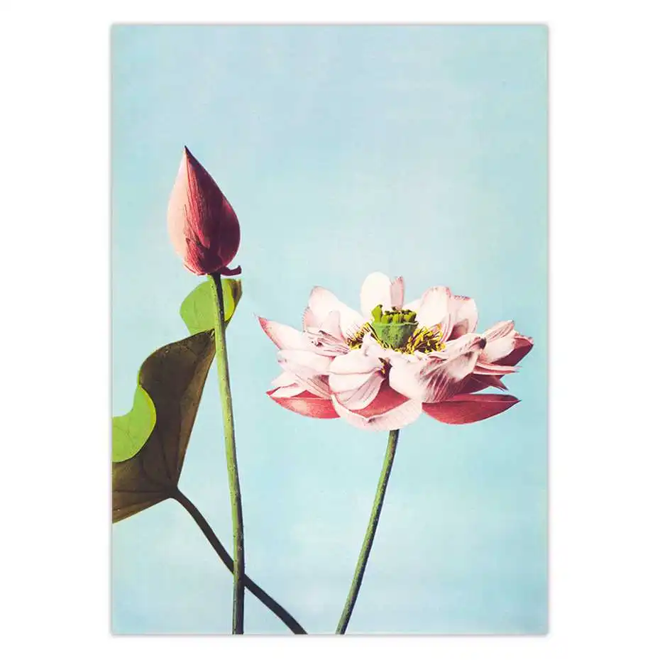 Lotus Flower Plakat Letnik Plakat Starinsko Platno, Tisk Ogawa Kazumasa Japonski Wall Art Plakati Natisne Sliko Doma Dekoracijo