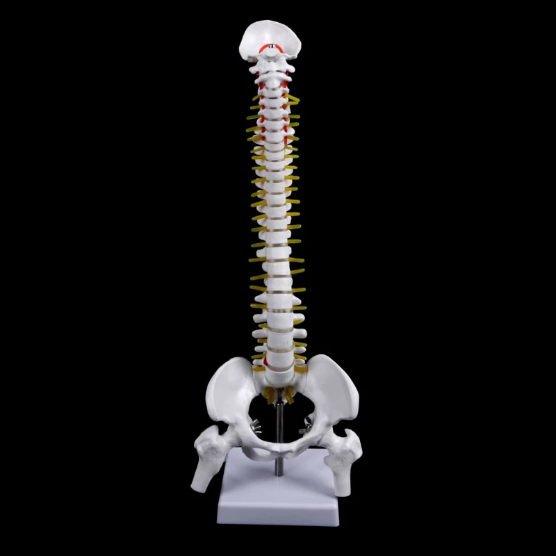 Medicinske oporniki model 45 cm Človeških Anatomskih Hrbtenice s Medeničnega Prilagodljiv Model Medicinske Naučijo Pomoči, Anatomijo