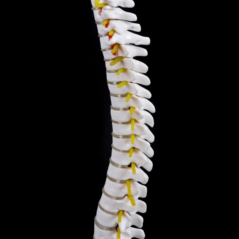 Medicinske oporniki model 45 cm Človeških Anatomskih Hrbtenice s Medeničnega Prilagodljiv Model Medicinske Naučijo Pomoči, Anatomijo