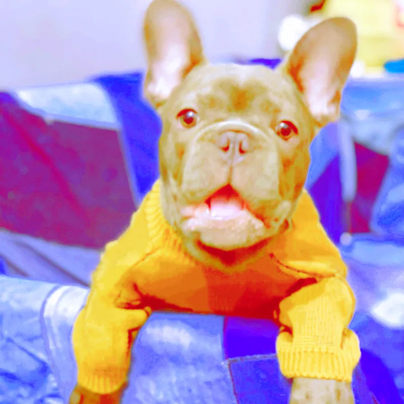 Modni Pes Pulover za Majhne, Srednje Psov Nova Oblačila za Pse, za francoski Buldog Zimski Plašč Pug Kuža Pulover A03