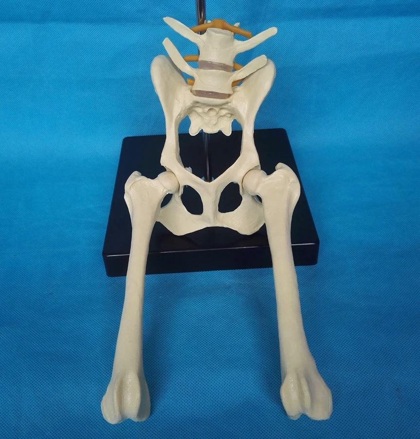 Pes Ledvenih Kolka Model Živalske Anatomije Model Veterinarski Aparati Za Medicinske Življenje Velikost Psa Medenico Anatomski Udarci Hip Model