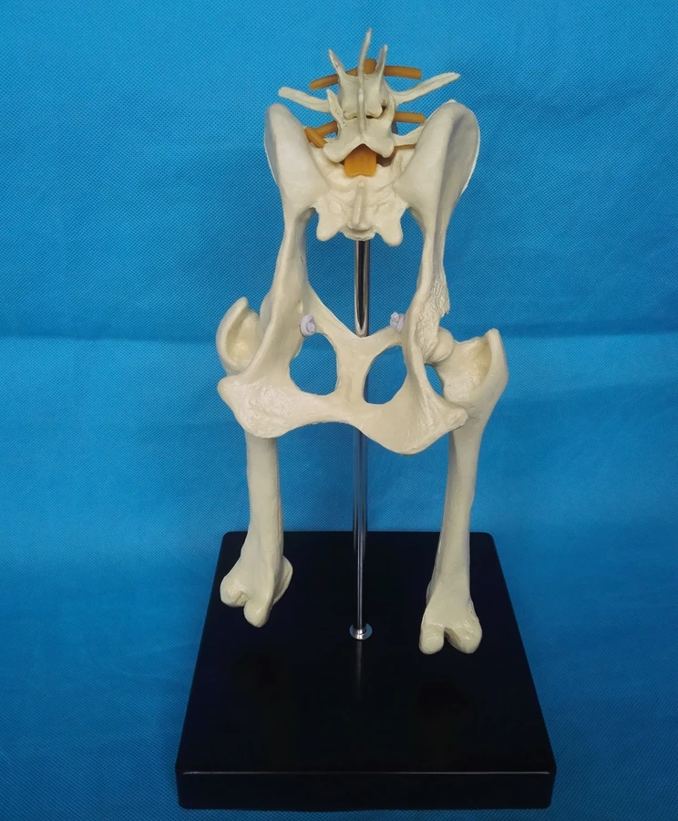 Pes Ledvenih Kolka Model Živalske Anatomije Model Veterinarski Aparati Za Medicinske Življenje Velikost Psa Medenico Anatomski Udarci Hip Model