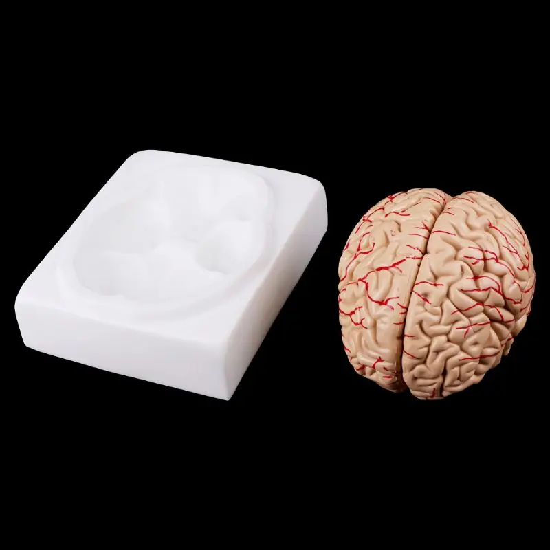 Razstavljeno Anatomski Model Človeških Možganov Anatomija Učni Pripomoček