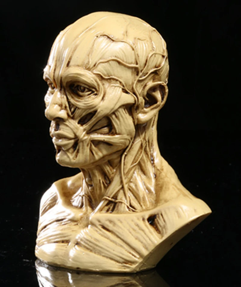 Risanje življenja v art studio, ki je simulacija moški skeleton Glavo mišična struktura še vedno življenje, skica, model poučevanja RTSM203