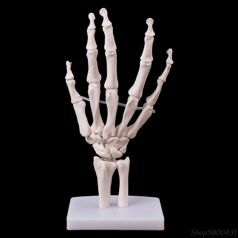 Ročno Skupno Anatomski Skelet Modela Človeške Anatomije Študija Orodje Življenje Velikost O01 20 Dropshipping