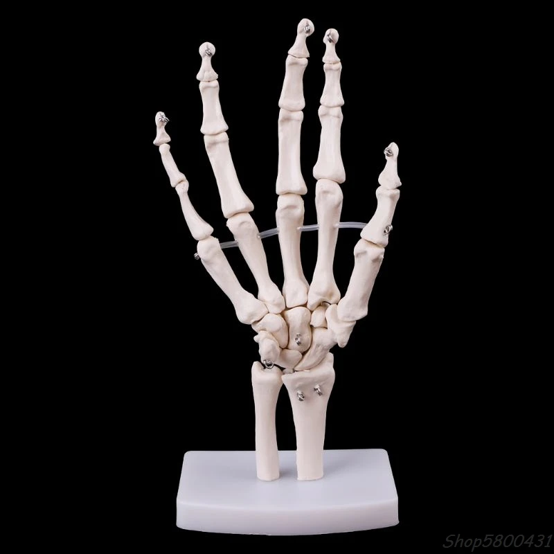 Ročno Skupno Anatomski Skelet Modela Človeške Anatomije Študija Orodje Življenje Velikost O01 20 Dropshipping