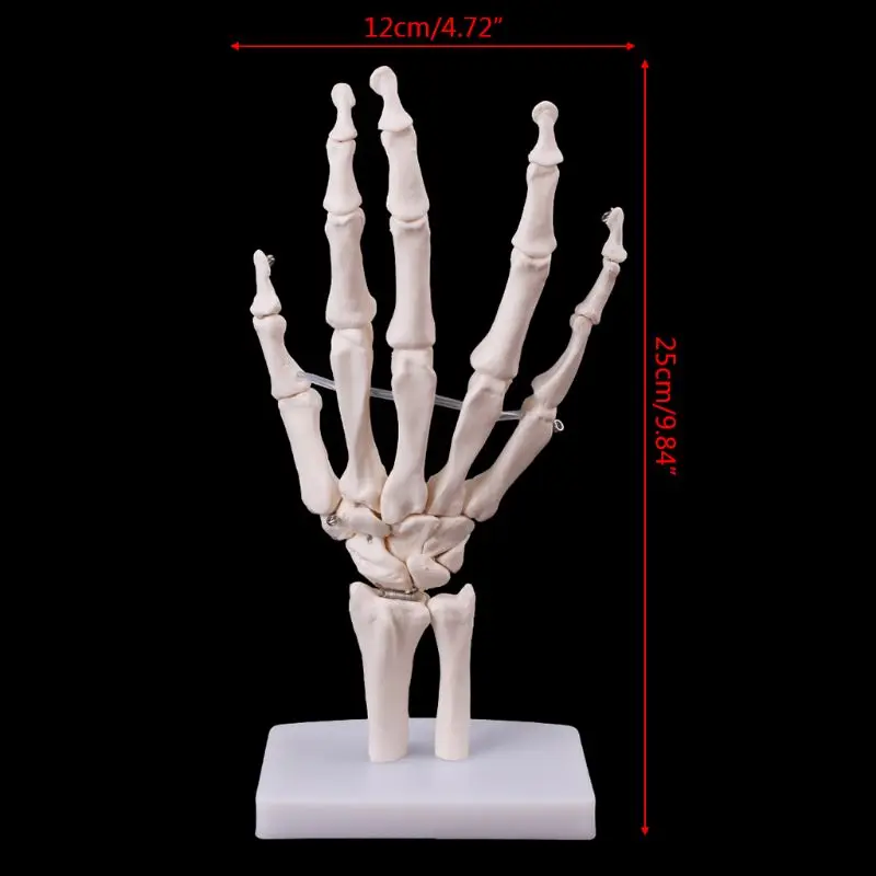 Ročno Skupno Anatomski Skelet Modela Človeško Anatomijo Medicinske Študije Orodje Življenje Velikost