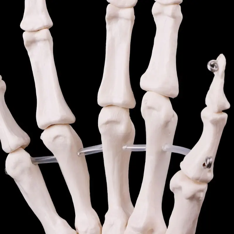 Ročno Skupno Anatomski Skelet Modela Človeško Anatomijo Medicinske Študije Orodje Življenje Velikost