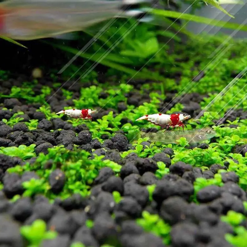 V Ospredju Akvarij Rastlinskih Semen Klasičnih Fish Tank Vodnih Rastlin Čisto Moda Srčkan Vodo, Travo Lahki Krajine Dekoracijo