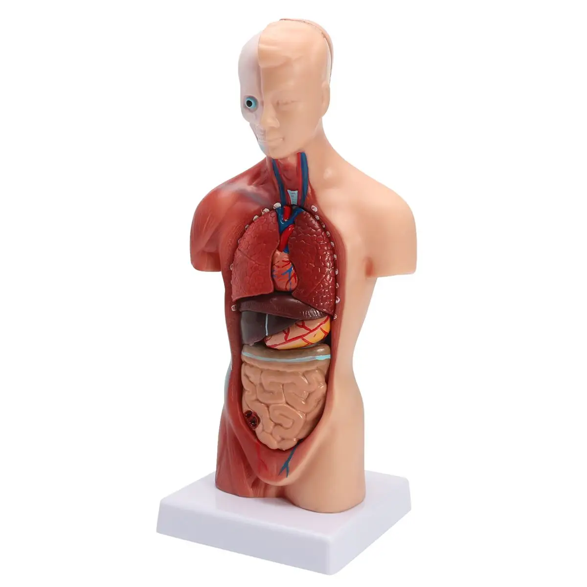 Človeški Trup modela Anatomija model človekovih notranjih organov deblo človeškega telesa medicinske učni pripomoček okostje
