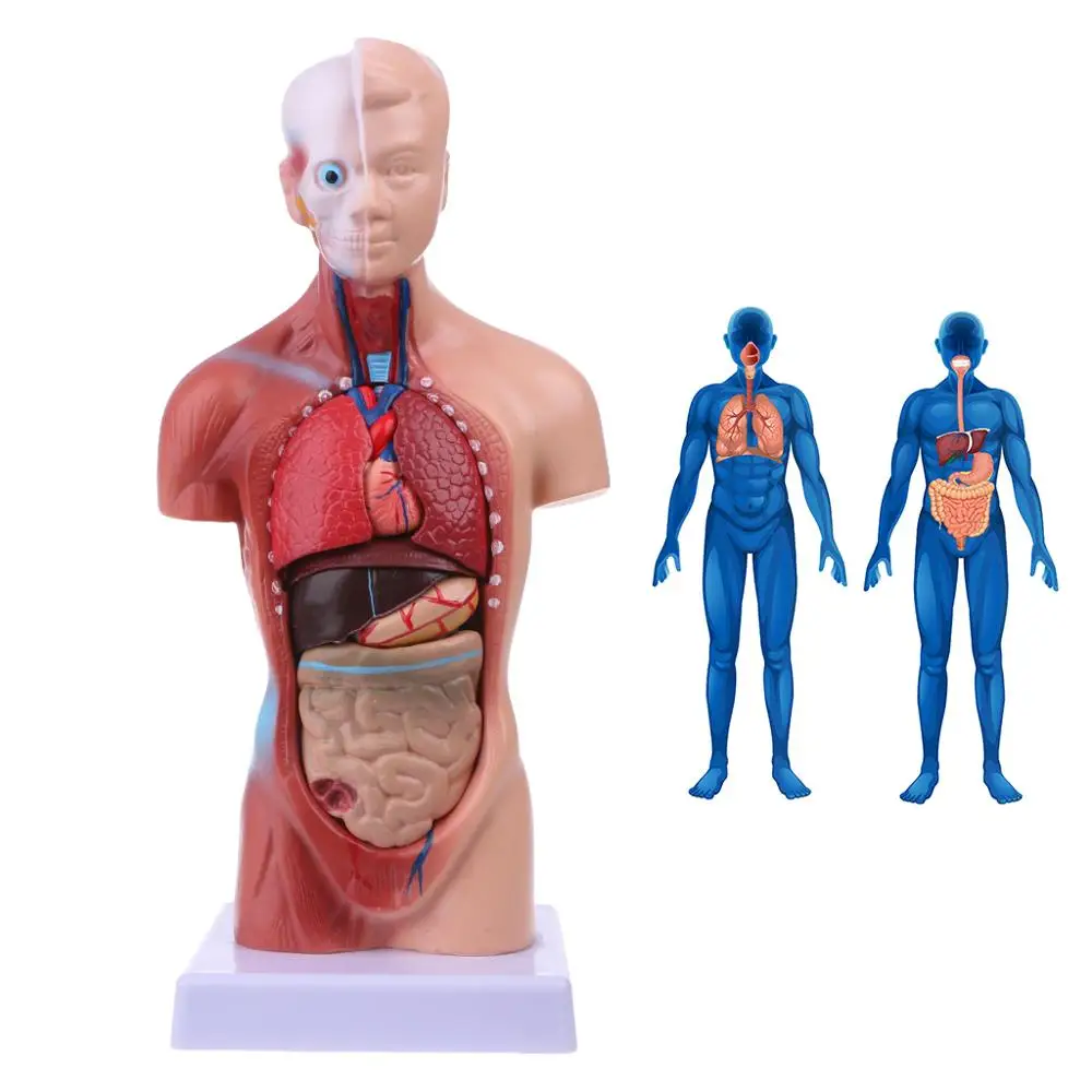 Človeški Trup Telo Model Anatomija Anatomski Medicinske Notranjih Organov Za Poučevanje