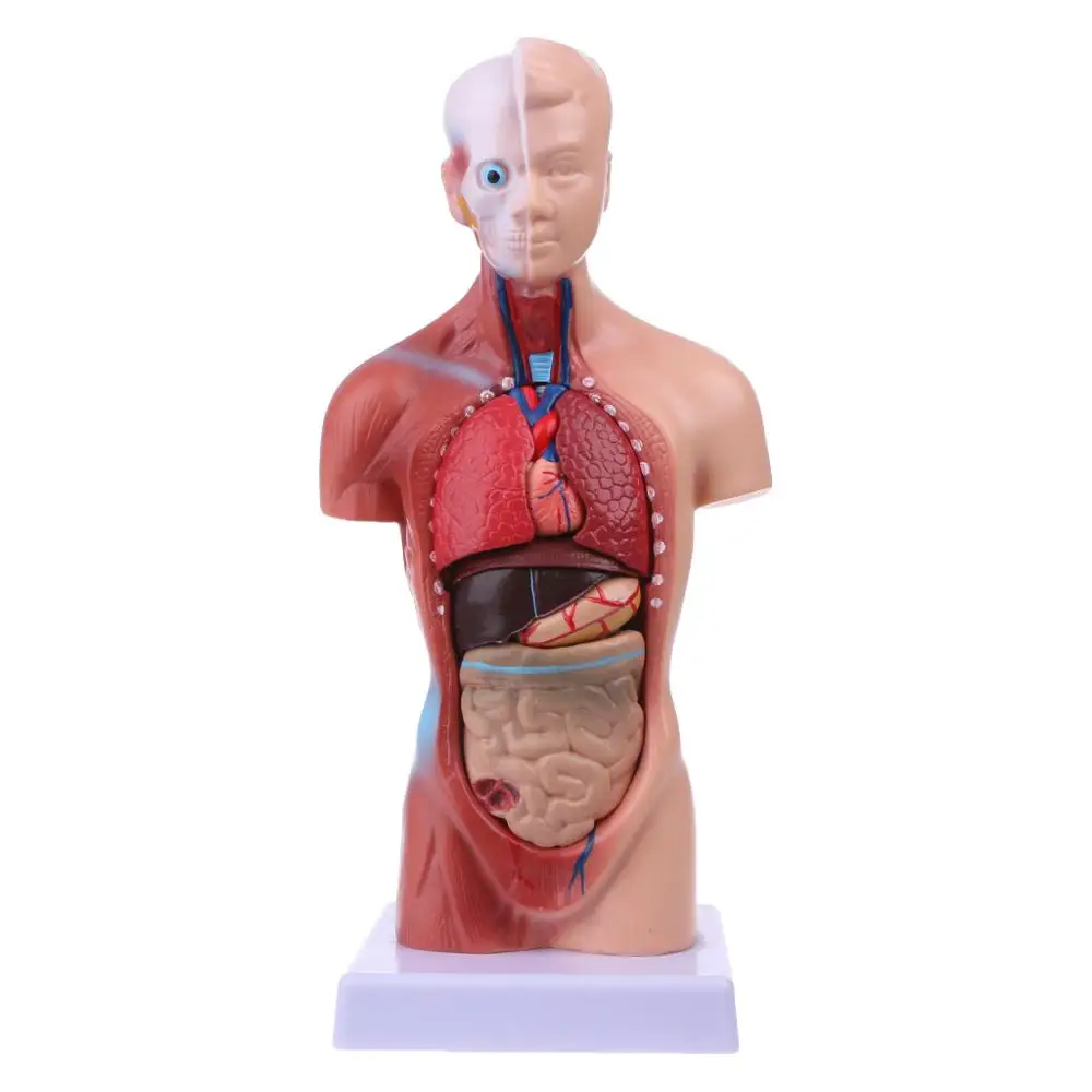 Človeški Trup Telo Model Anatomija Anatomski Medicinske Notranjih Organov Za Poučevanje