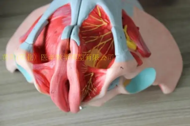 človeško žensko Medenico. s mišic Medeničnega dna in živčnih anatomski model z ledvene hrbtenice anatomiji Spolovil
