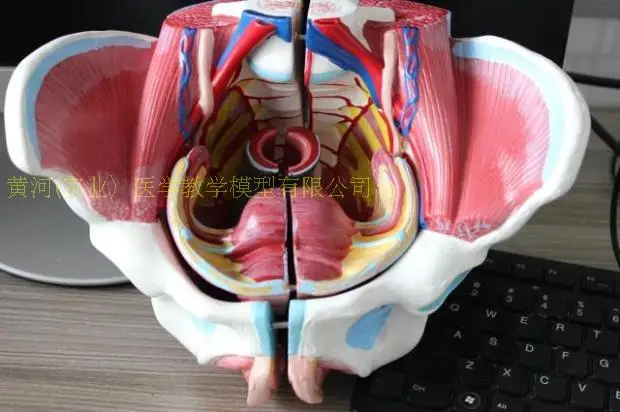 človeško žensko Medenico. s mišic Medeničnega dna in živčnih anatomski model z ledvene hrbtenice anatomiji Spolovil