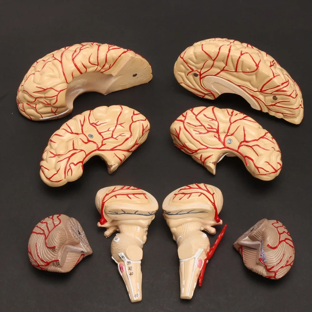 Človeško Življenje Velikost možganov anatomija model Medicinske Set 8 Delov Proračuna Možganskih Arterij Model Anatomija