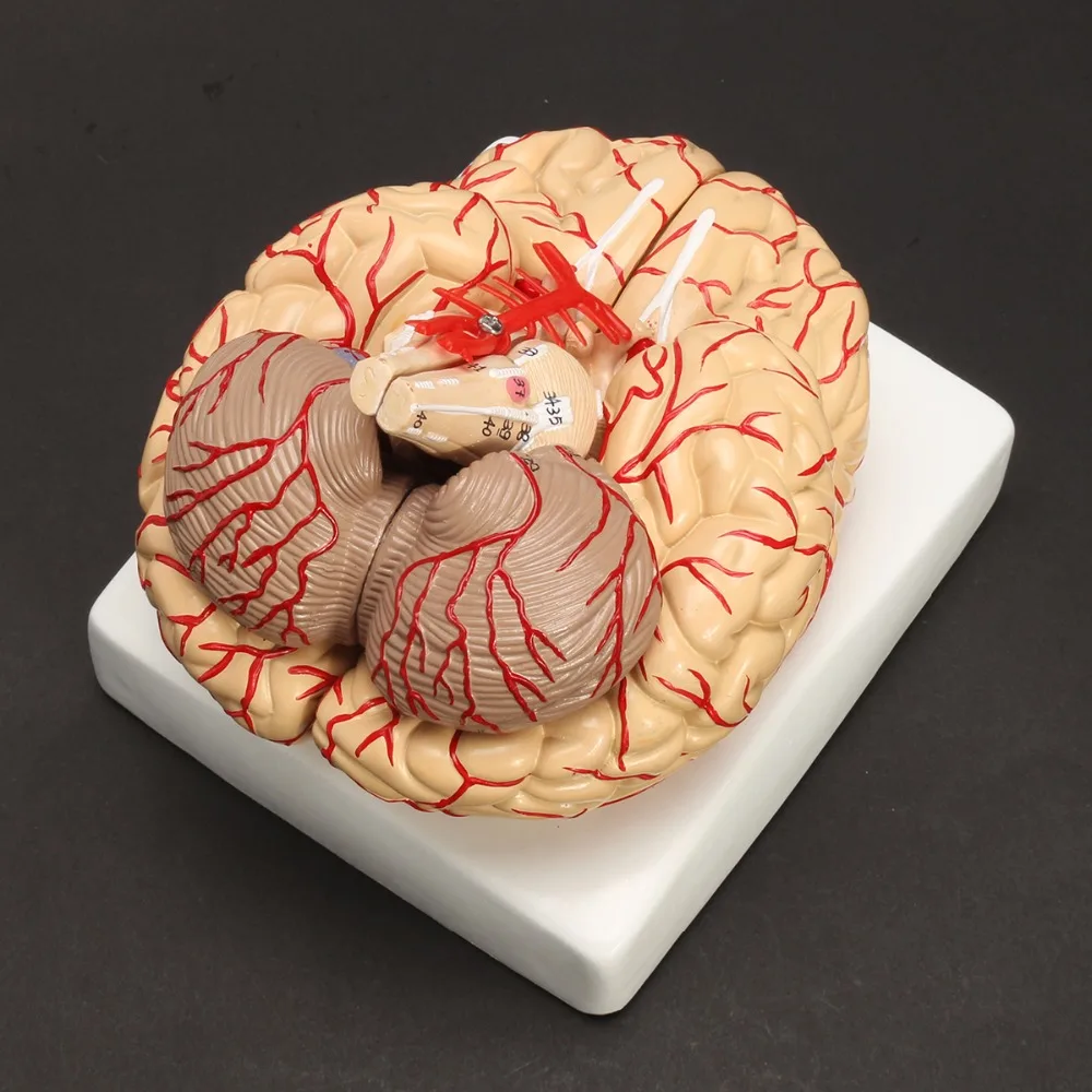 Človeško Življenje Velikost možganov anatomija model Medicinske Set 8 Delov Proračuna Možganskih Arterij Model Anatomija